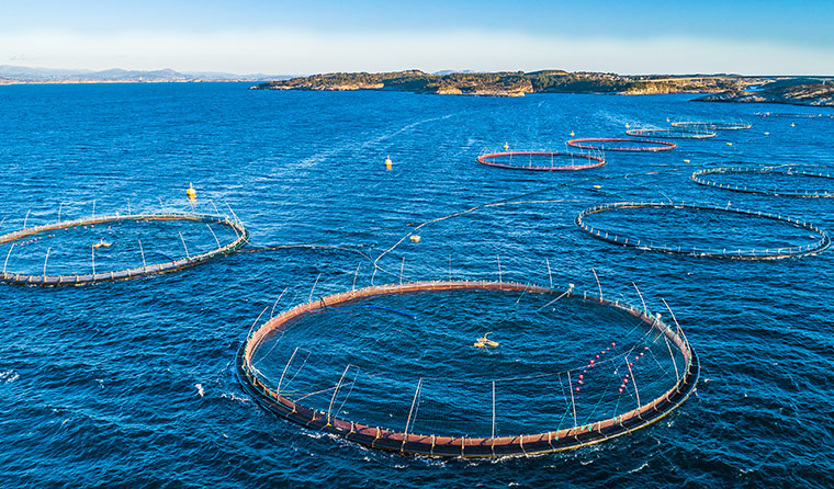Underwater Aquaculture Cameras: Transforming the Aquaculture Landscape