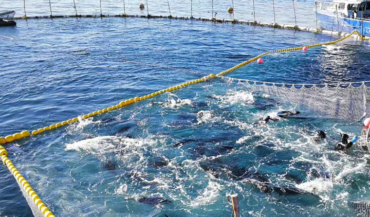 Underwater Inspection Camera in Aquaculture: Application Advantages
