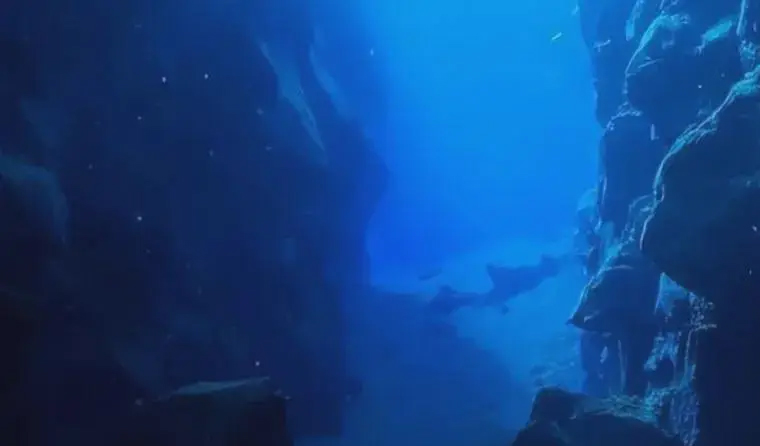 Application of Deep - sea Cameras in Marine Biology Research