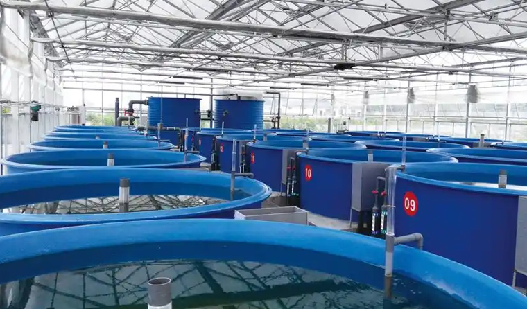 Application of Underwater HD Cameras in the Aquaculture Fry Rearing Stage