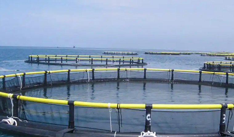 The Application Advantages of Underwater Aquaculture Cameras in Marine Aquaculture