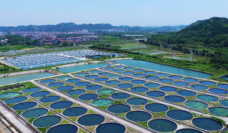 Application of Underwater Aquaculture Cameras in Freshwater Aquaculture