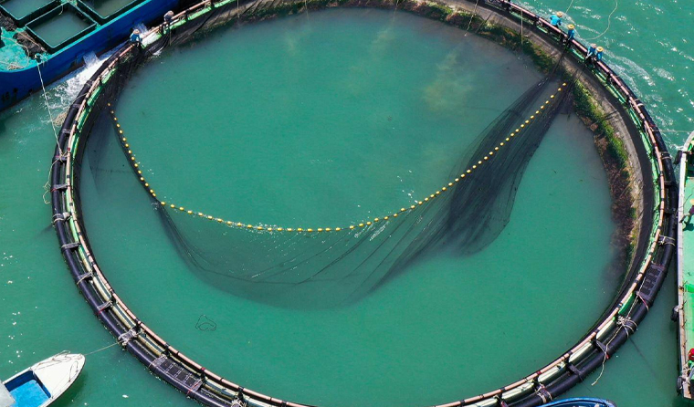 How to Choose a Suitable Underwater Aquaculture Camera?