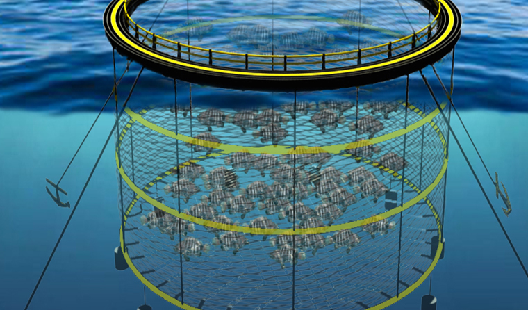 The Role of Underwater Aquaculture Cameras in Sea Cage Aquaculture