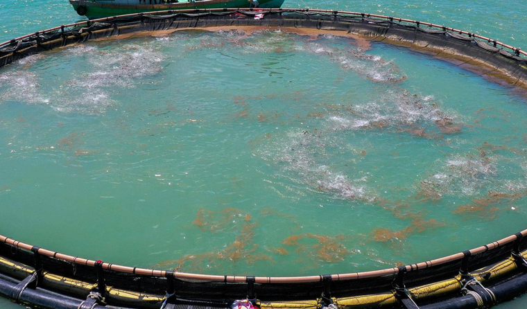 Daily Maintenance of Underwater Aquaculture Cameras