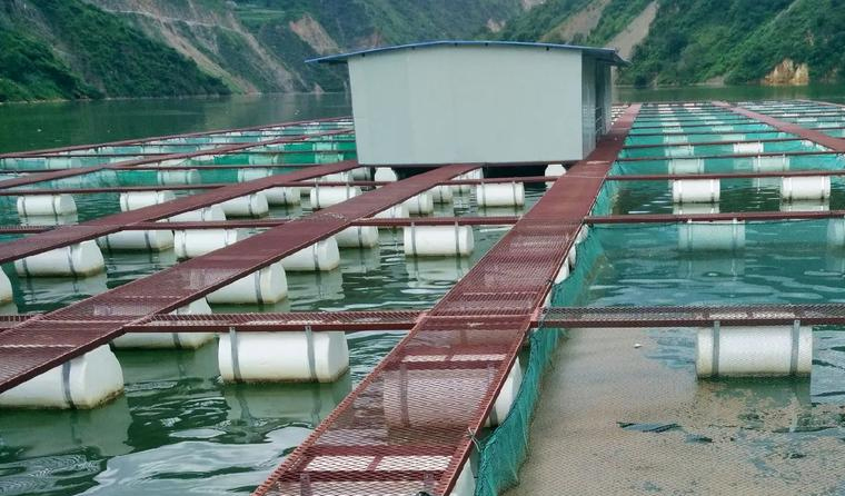 The Application Advantages of Underwater Aquaculture Cameras in Special Aquaculture Fields