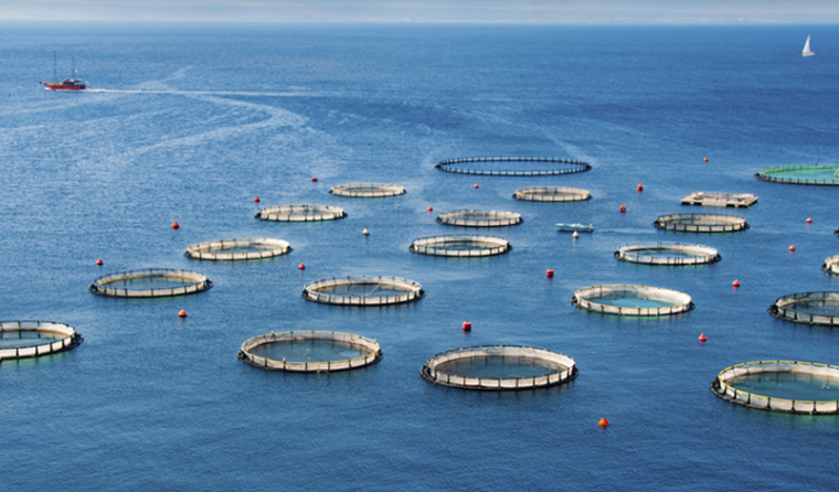 The All-Environment Adaptability Advantage of Underwater Aquaculture Cameras