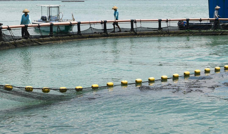 Underwater aquaculture cameras help solve the problem of lagging water quality monitoring and realize early risk warning.