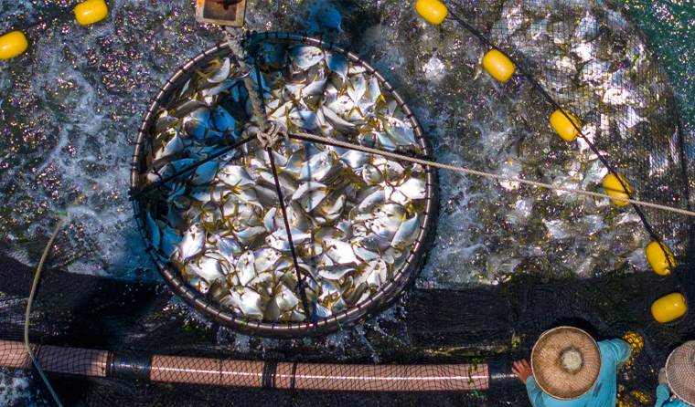 Overcoming the Difficulty of Blind Spots in Biological Management and Improving the Level of Refined Aquaculture