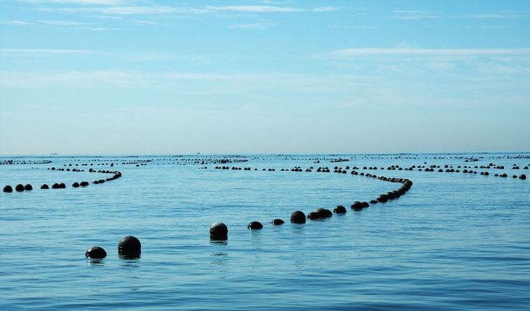 Common Difficulties in Underwater Aquaculture and How Underwater Aquaculture Cameras Solve Them Effectively