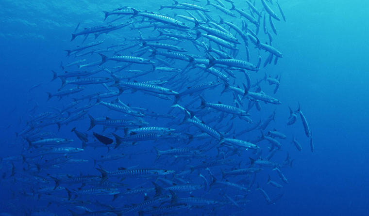 Practical Recommendations for Purchasing Aquatic Disease Monitoring Cameras