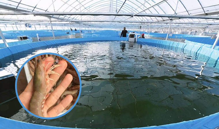 A Guide to Choosing Cameras for Monitoring Fish and Shrimp Growth