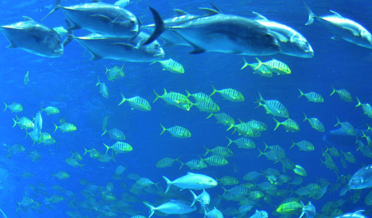 Underwater Aquaculture Cameras: The 