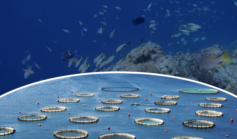 Recommendations for a Cost-Effective Underwater Aquaculture Camera