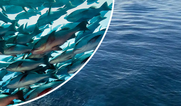 Does Seawater Corrode Underwater Aquaculture Cameras Severely?