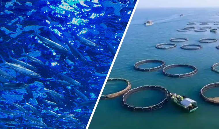 How to Choose a Specialized Underwater Camera for Fish Farming?