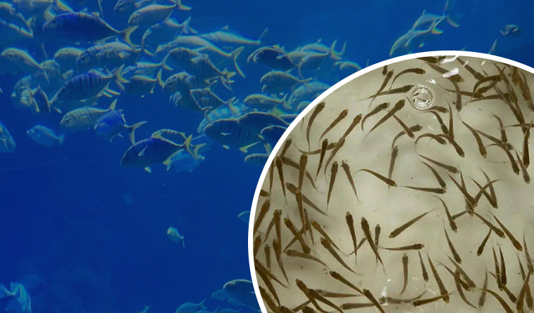 Underwater Aquaculture Cameras Enable Comprehensive Monitoring During the Seedling Stage of Aquaculture