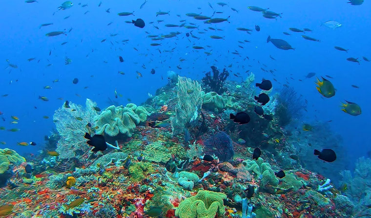 Core Factors Affecting the Battery Life of Underwater Aquaculture Cameras