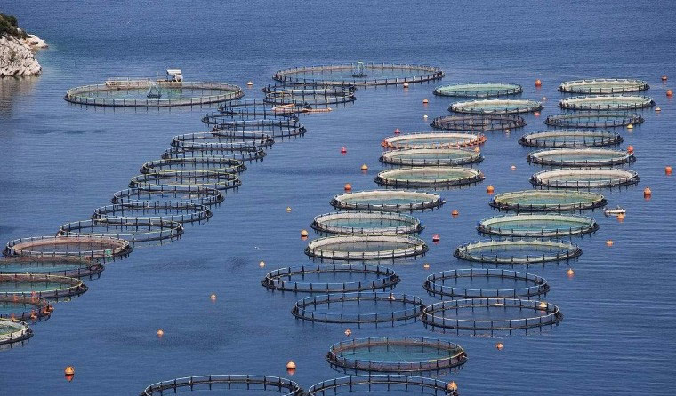 What Storage Capacity Is Sufficient for Underwater Aquaculture Cameras?