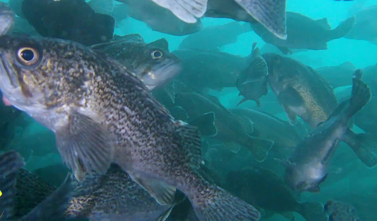 How to Choose the Right Storage Capacity for Underwater Aquaculture Cameras