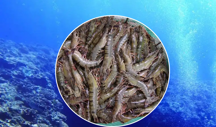 Suitable Underwater Cameras for Shrimp Aquaculture