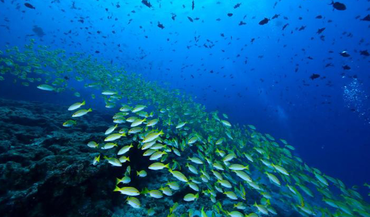 How to Prevent Seawater Corrosion for Underwater Aquaculture Cameras
