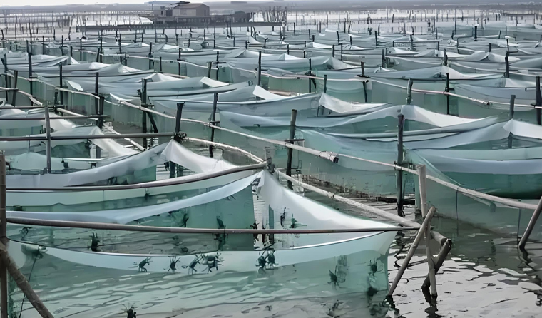 How to Choose a Suitable Underwater Aquaculture Camera for Crab Farming?