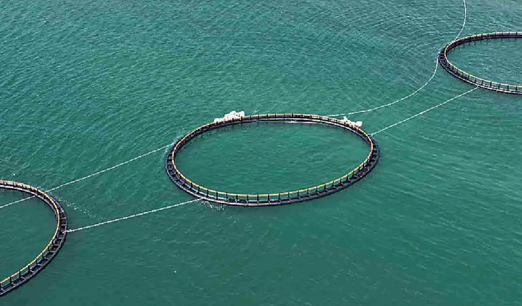 Which Brands of Underwater Aquaculture Cameras Are Suitable for Seawater Environments?