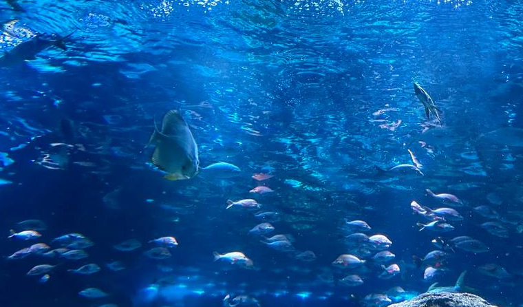 Key Selection Criteria for Underwater Cameras in Fish Farming