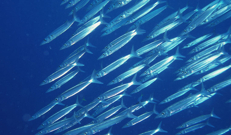 Selection Strategy for Underwater Aquaculture Cameras in 2025