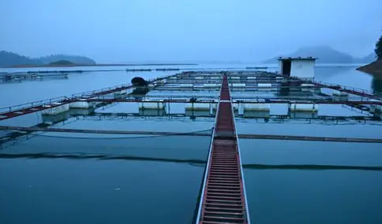 Comparison Between Underwater Aquaculture Cameras and Ordinary Surveillance Cameras