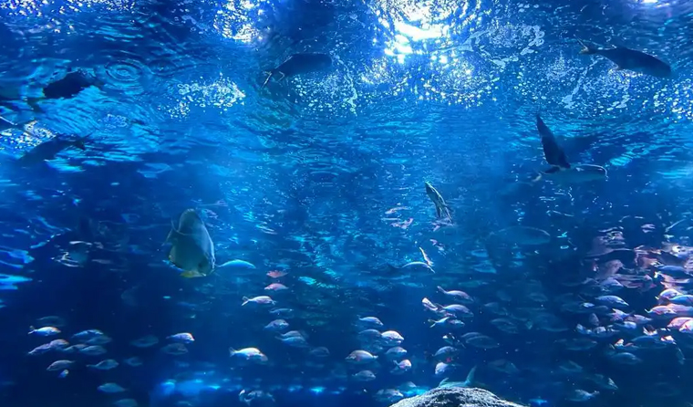 Service Life of Underwater Aquaculture Cameras