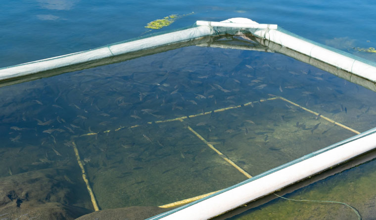 How Many Underwater Aquaculture Cameras Are Generally Needed for Fish Farming?