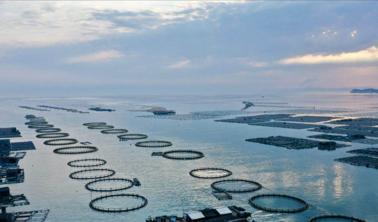 What Are the Solutions for Insufficient Storage on Underwater Aquaculture Cameras?