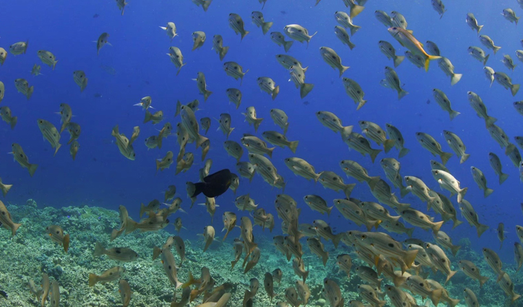 What should be noted when selecting underwater aquaculture cameras?