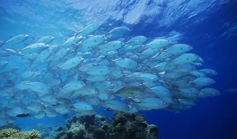The General Price Range of Underwater Aquaculture Cameras