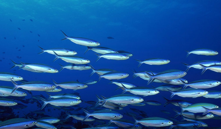 Analysis of Suitable Environments for Underwater Aquaculture Cameras