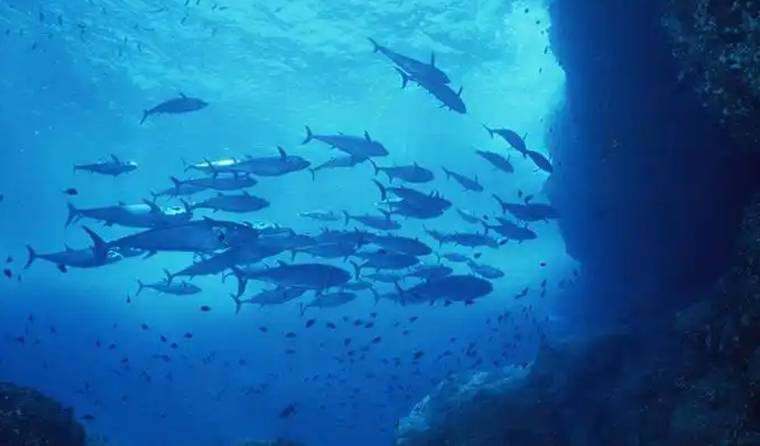 Depth Requirements for Underwater Aquaculture Cameras