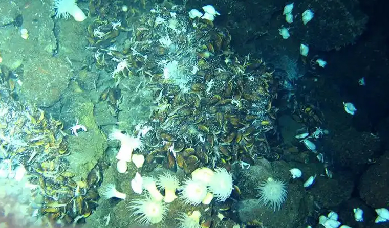 What Should Be Noted When Using Underwater Aquaculture Cameras?