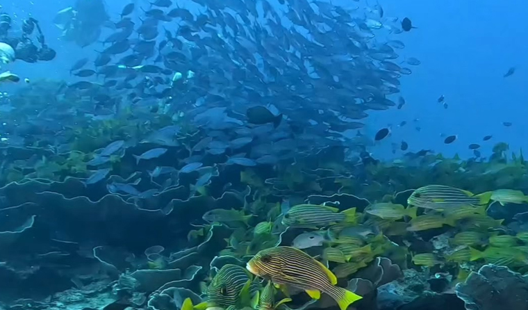 How Long Is the Service Life of Underwater Breeding Cameras?