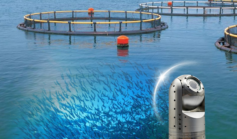 Which Fish Breeding Scenarios Are Suitable for Underwater Breeding Cameras?
