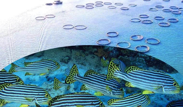 How Many Underwater Breeding Cameras Are Needed for Seabed Breeding?
