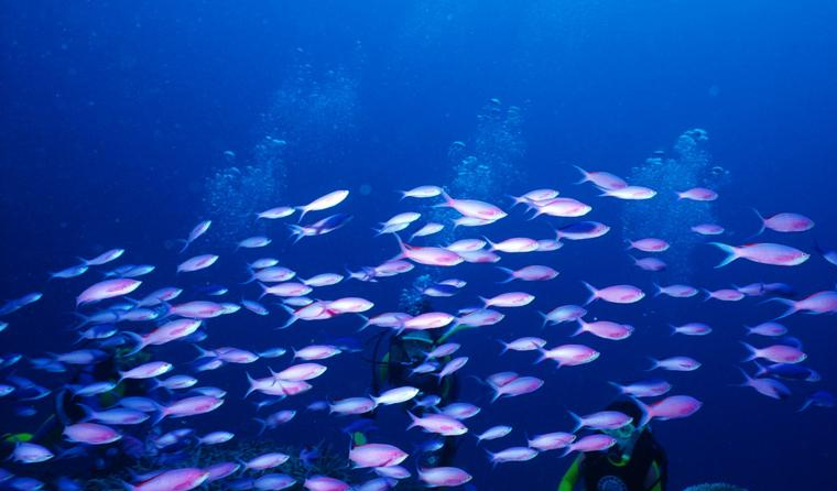 How Long Is the Average Lifespan of an Underwater Breeding Camera?