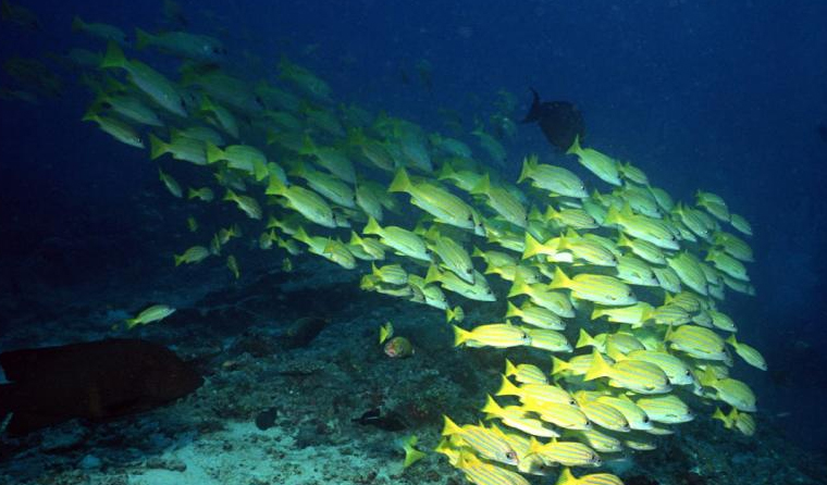 What Is the Approximate Visibility of Underwater Breeding Cameras?