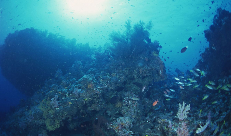 What Factors Affect the Visibility of Underwater Breeding Cameras?
