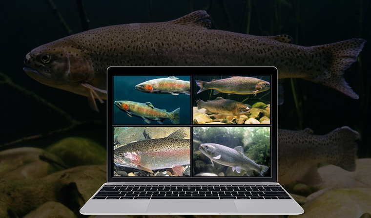 What Are the Advantages of Using Underwater Aquaculture Cameras in Rainbow Trout Farming?