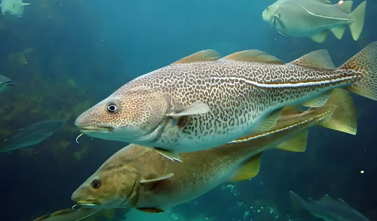 How Many Underwater Aquaculture Cameras Are Needed for Cod Farming in Deep-Water Cages?